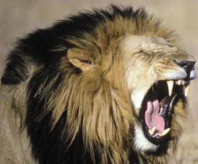 Roaring Maned Lion
